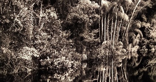 Vaste forêt dans grande chapelle